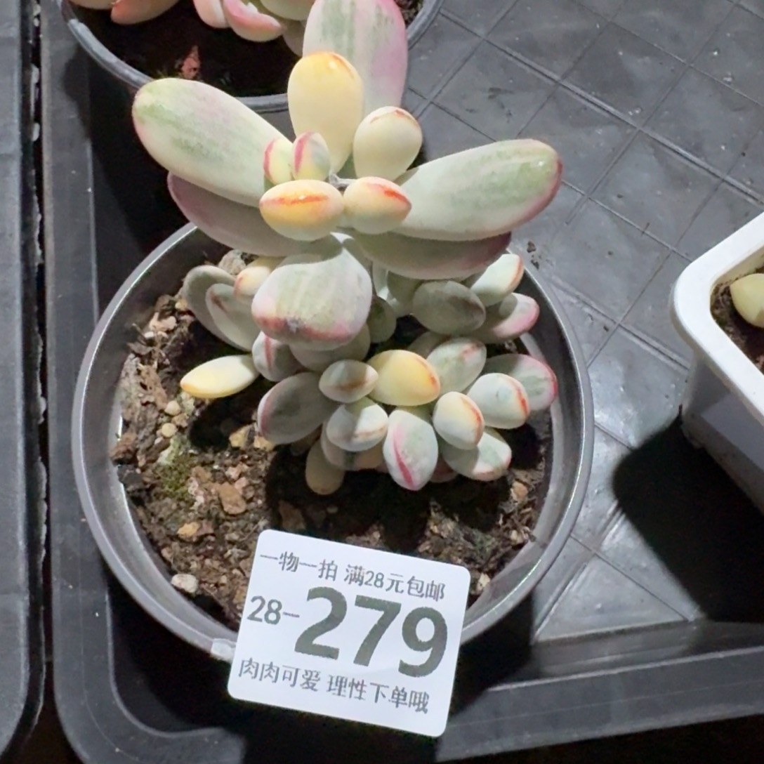 乒乓福娘锦无盆土发货无盆