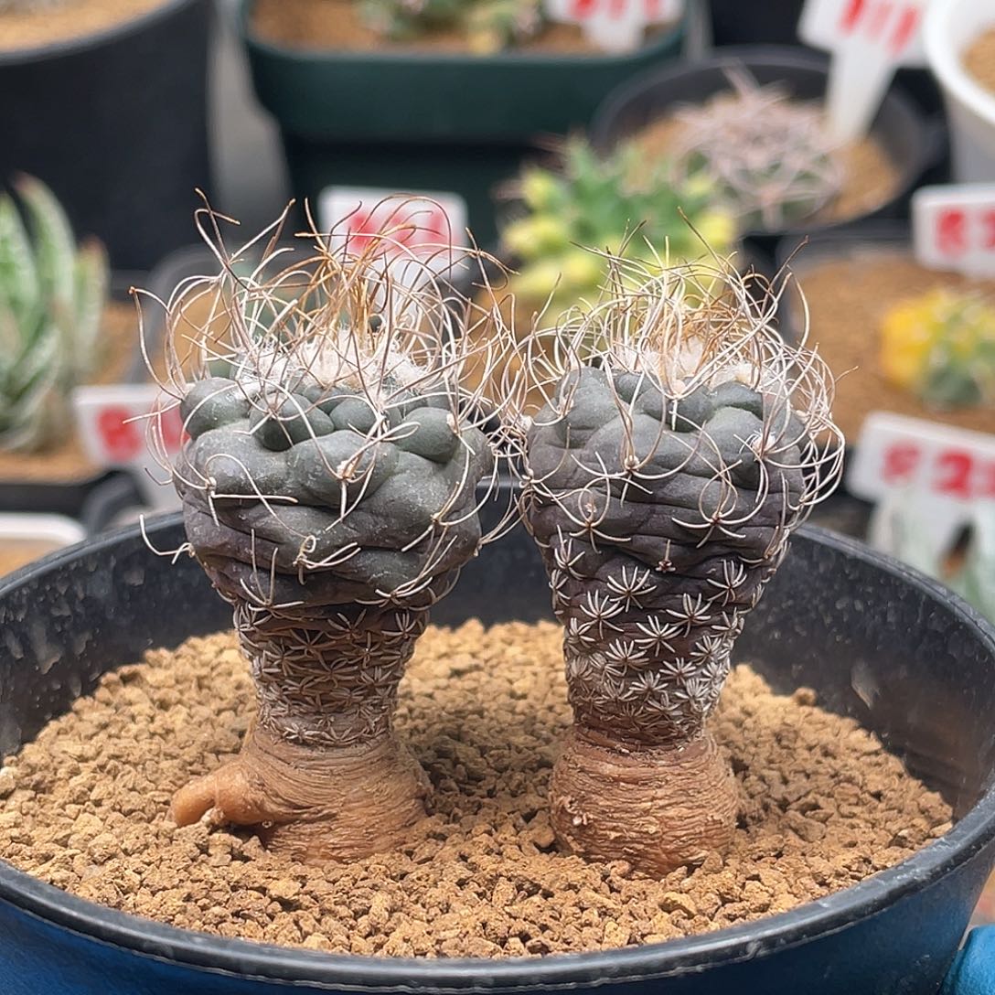 实生两颗长城丸娇丽仙人球