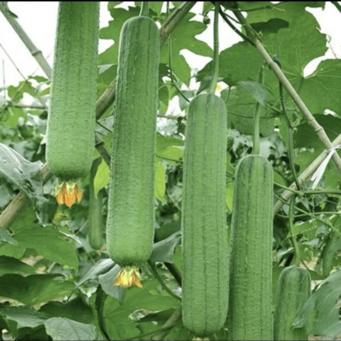 丝瓜 湘西农家自种本地丝瓜现摘短棒丝瓜 新鲜香甜应季蔬菜