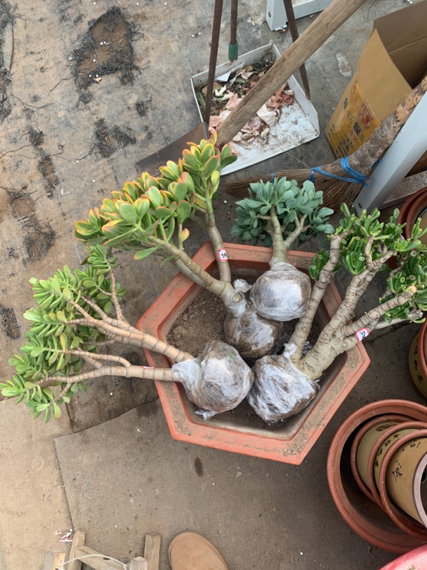 玉树多肉15专拍链接