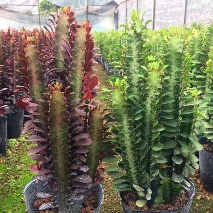 青红龙骨盆栽室内绿植仙人柱多肉植物易养护净化空气