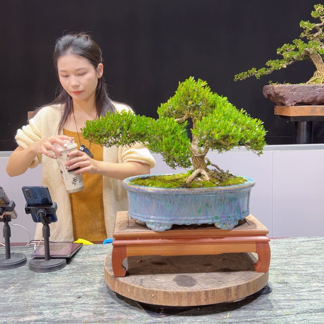 黄杨盆景老桩四季常青