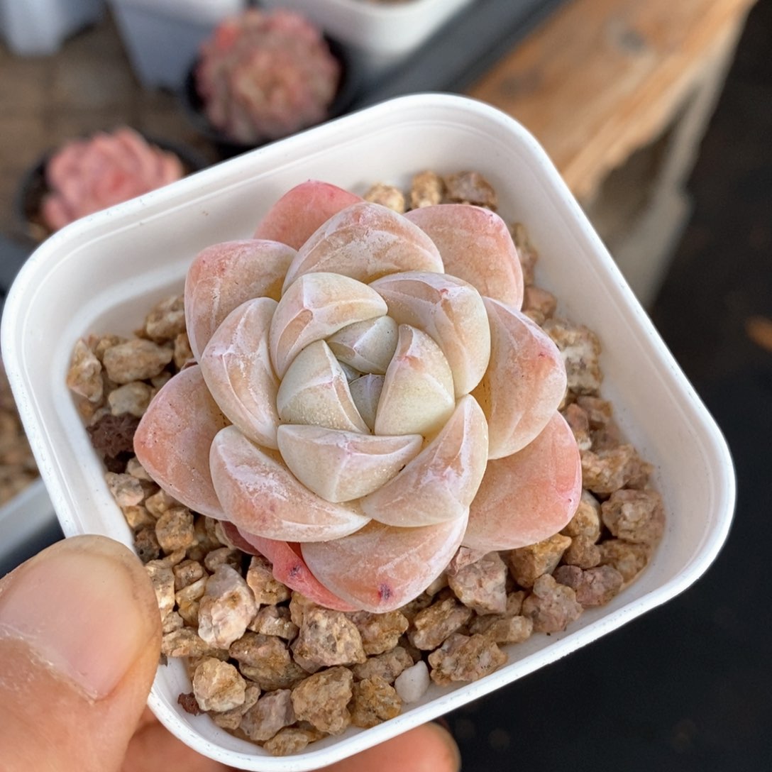 精品多肉一物一拍不包整149