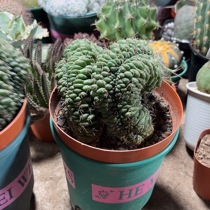 菲缀实生一物一拍