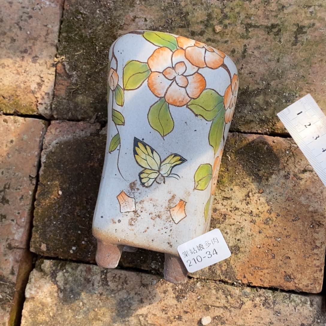 34号多肉盆一个呀