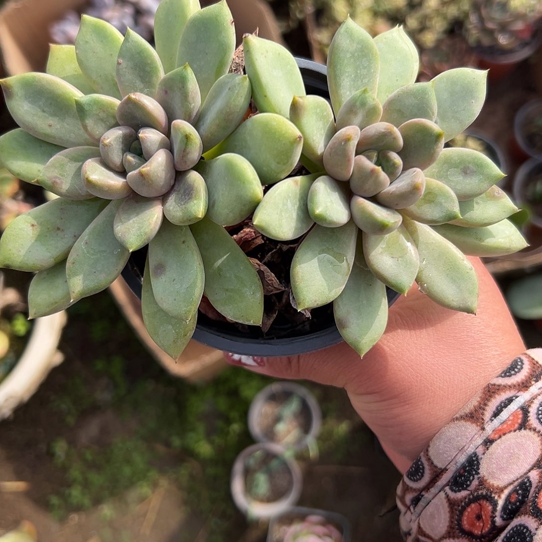 多肉植物多肉植物