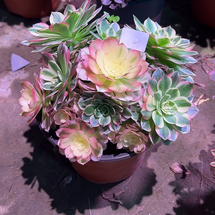 多肉植物海鲜0004