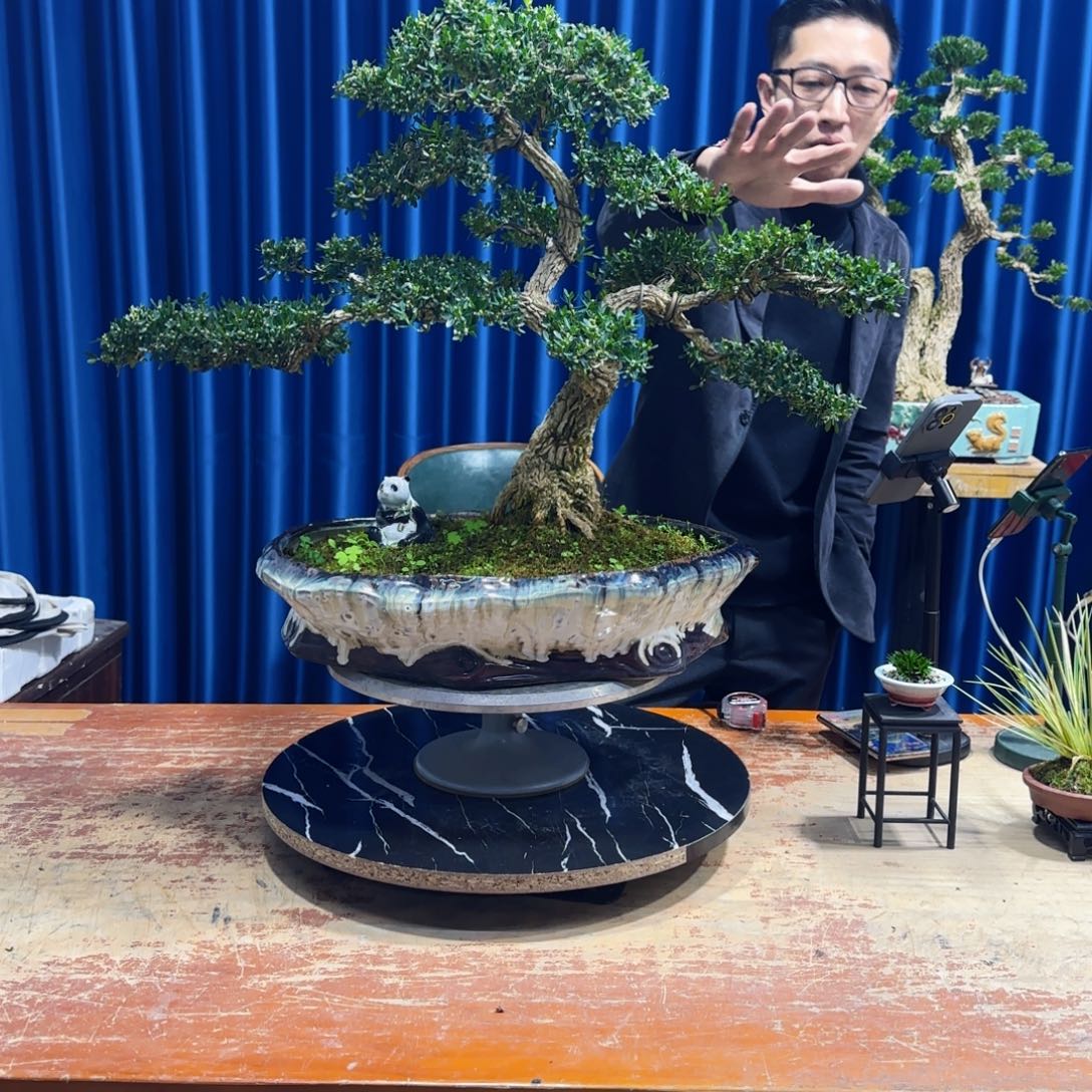 黄杨室内室外盆景艺术