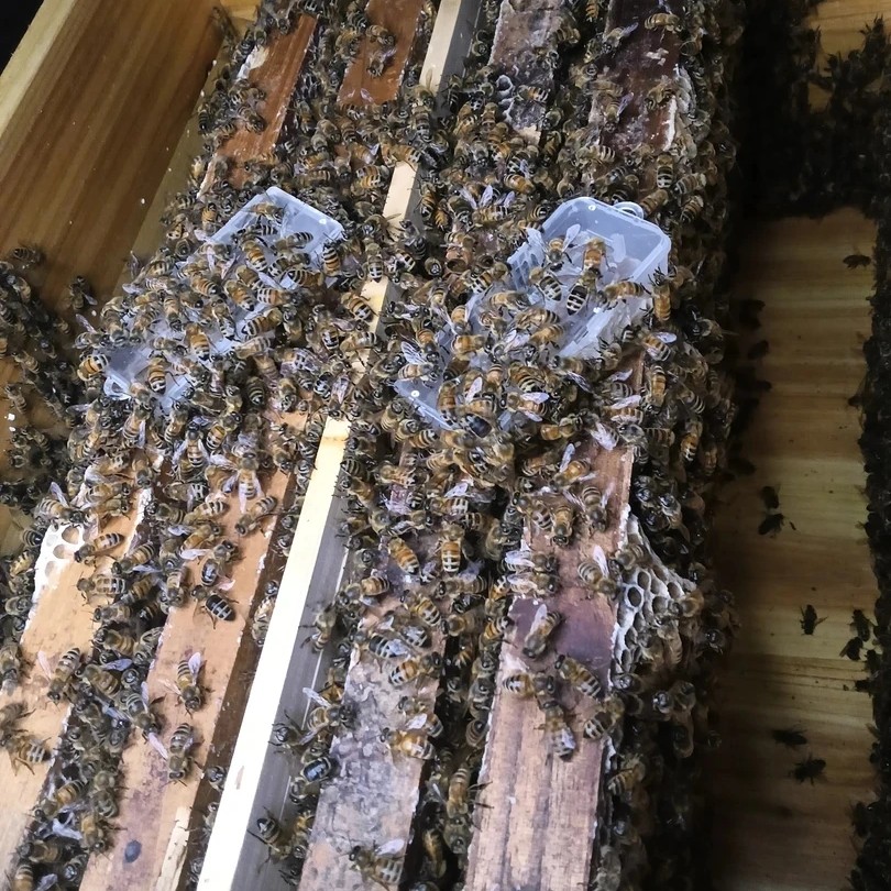 意蜂蜂群，双王四脾带产卵王带蜂箱包邮包活