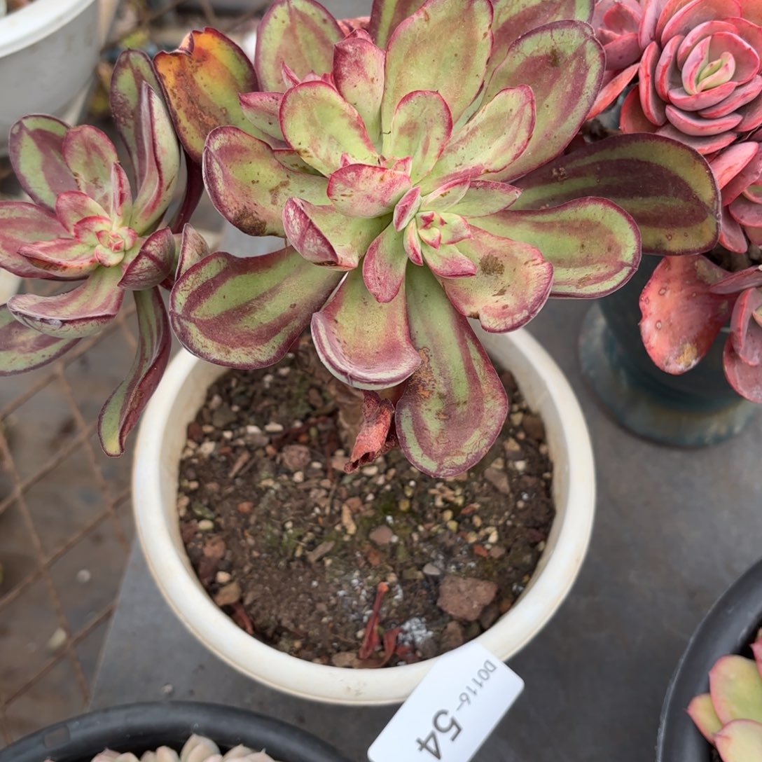 同温层多肉54龙骨红丝