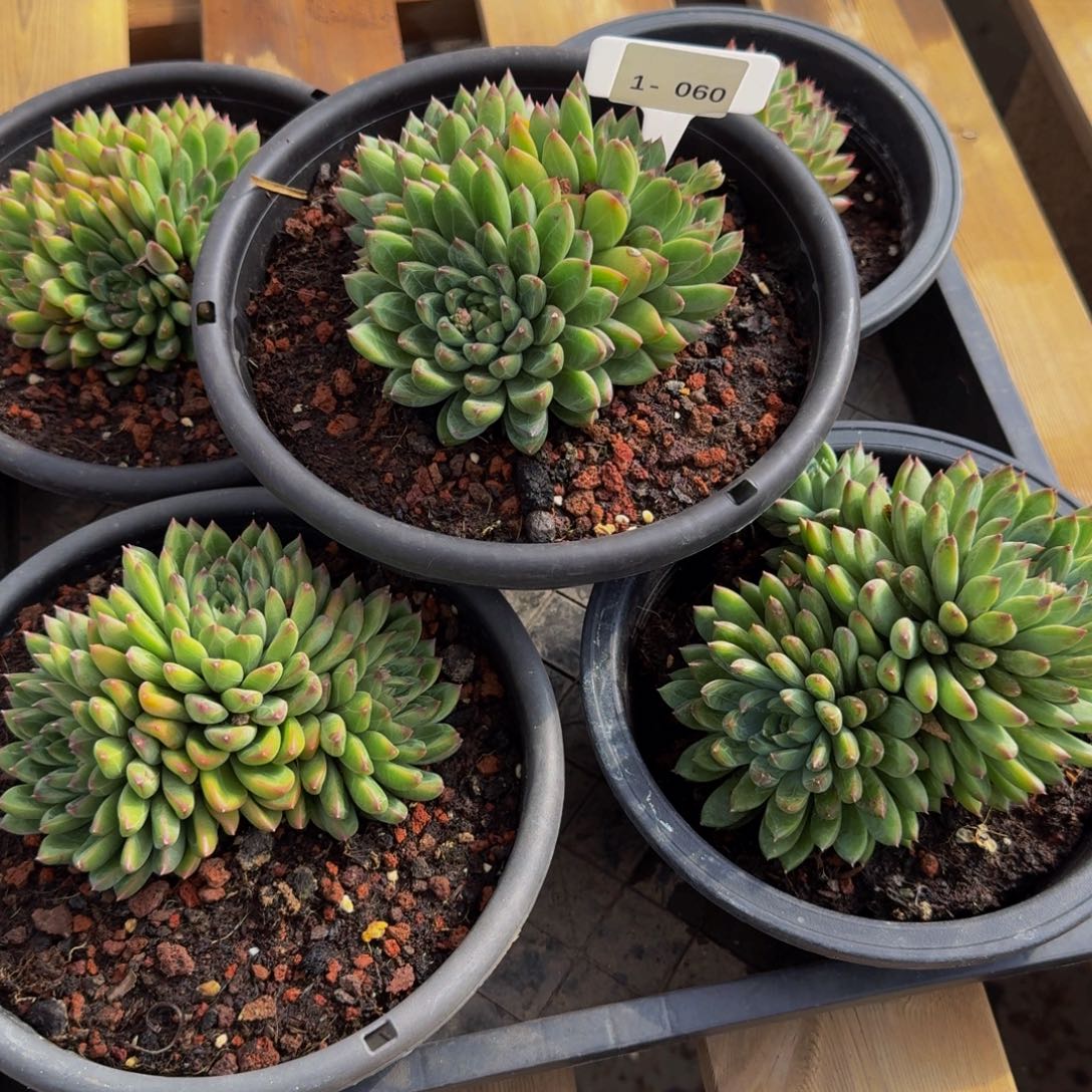 雨***！1/060陨石不包损多肉