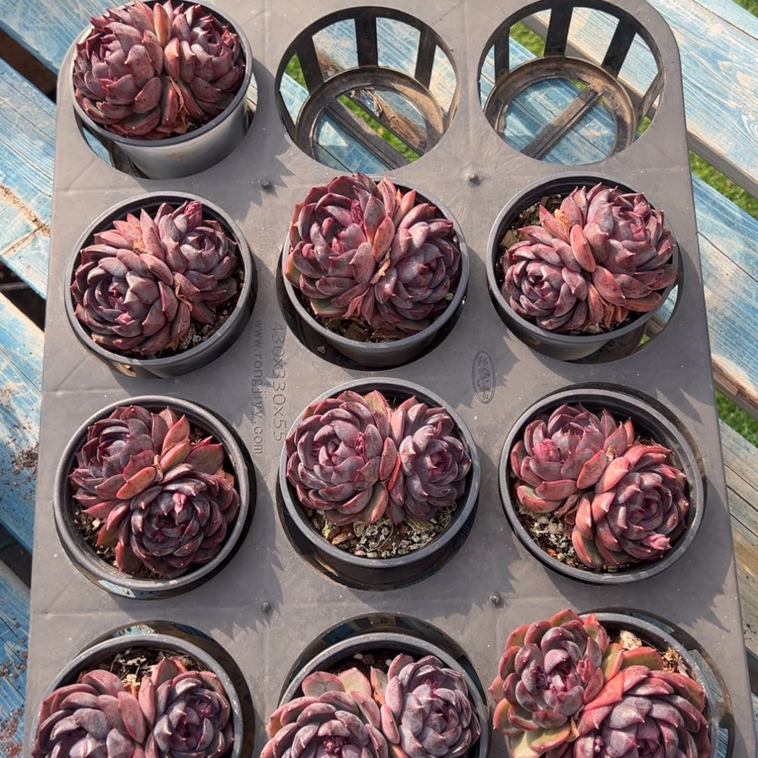 蓝莓双头，图中任意一颗，尺寸8+