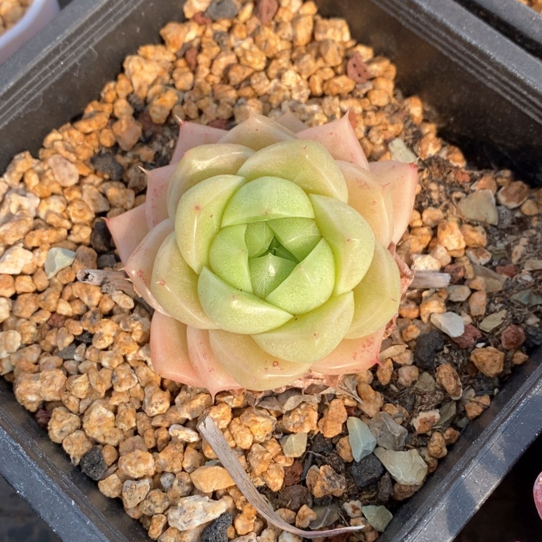 精品多肉一物一拍不包整246