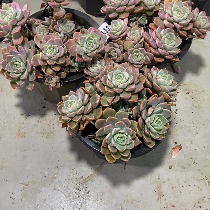 七***斓113红粉佳人多肉三颗