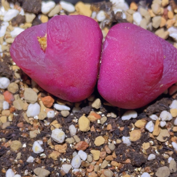 4858888888898888877577