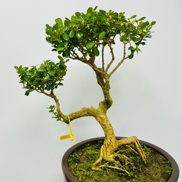 老桩精品瓜子黄杨高端盆景室内绿植盆栽耐寒年功老盆口庭院植物