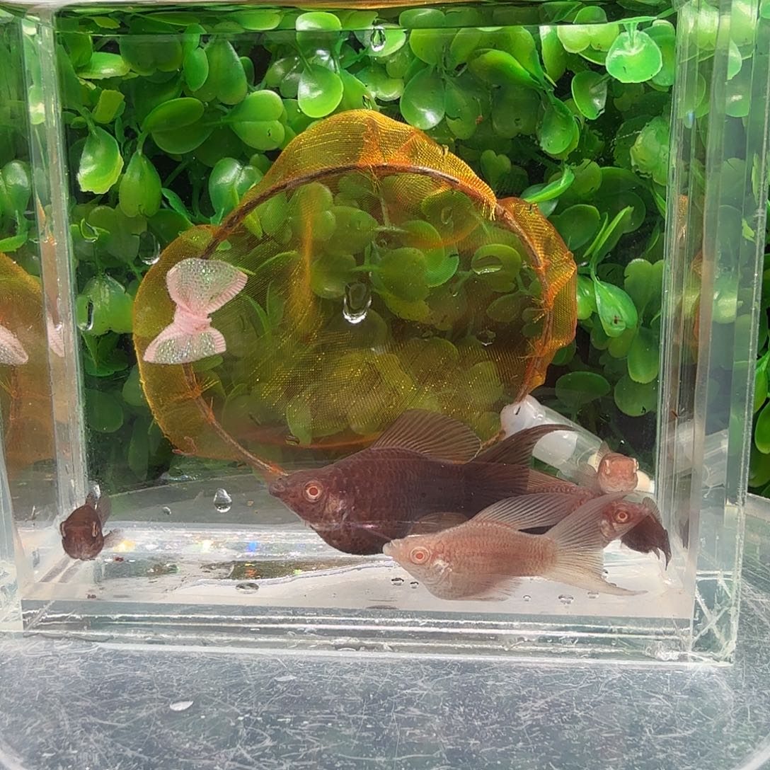 孔雀鱼巧克力玛骊球6条