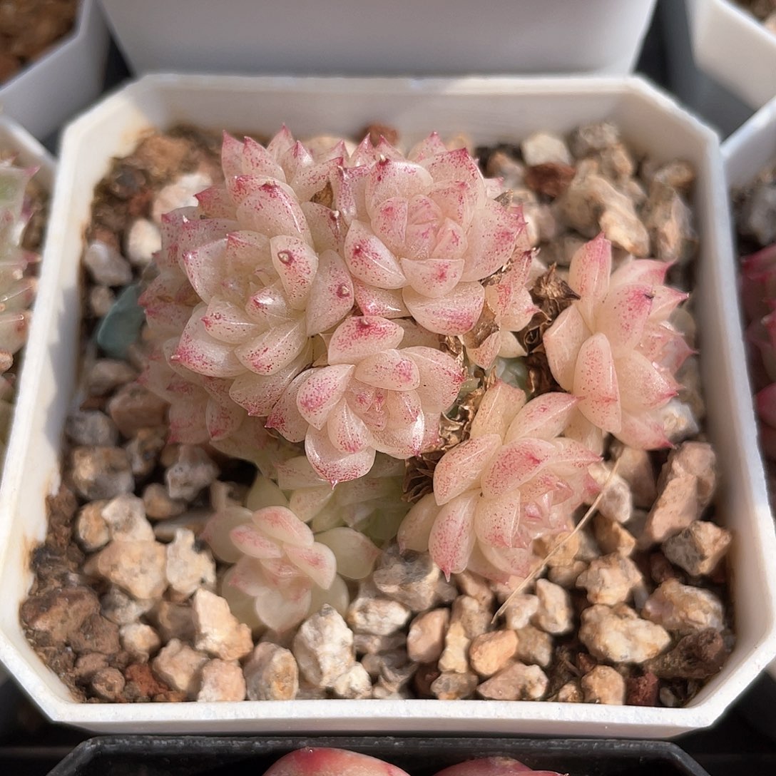 早**子优选麦秆福利429