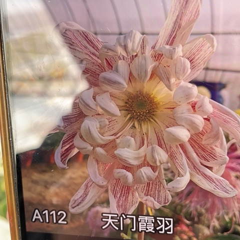 完全开放天门霞羽