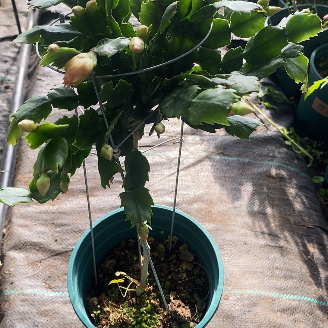 梓***林完全开放福利款单层