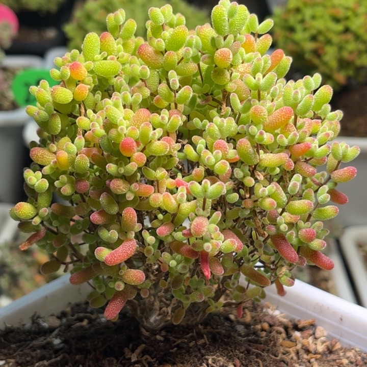 昕宝金桔枝干番杏