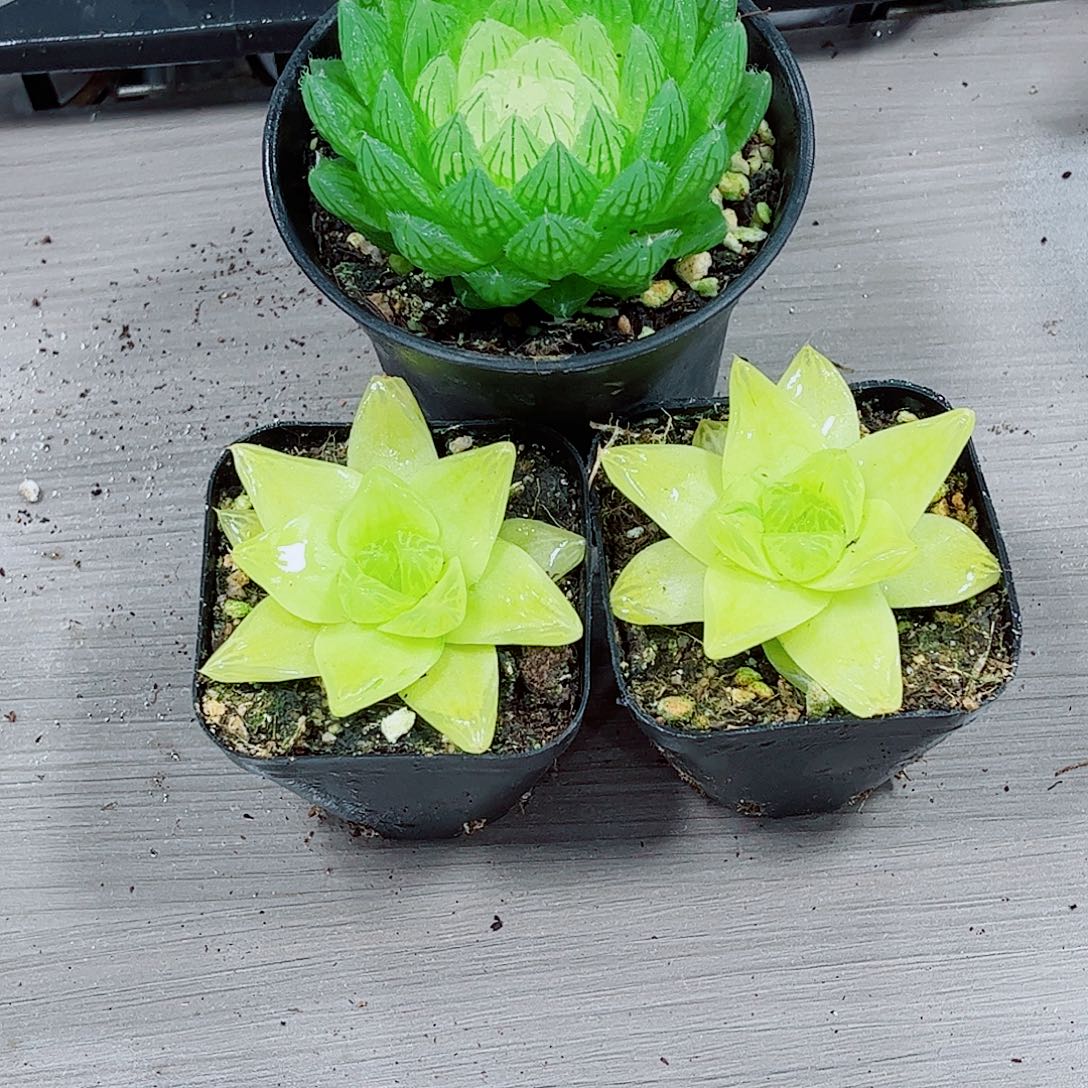 宝莲灯黄金玉露一勿一拍