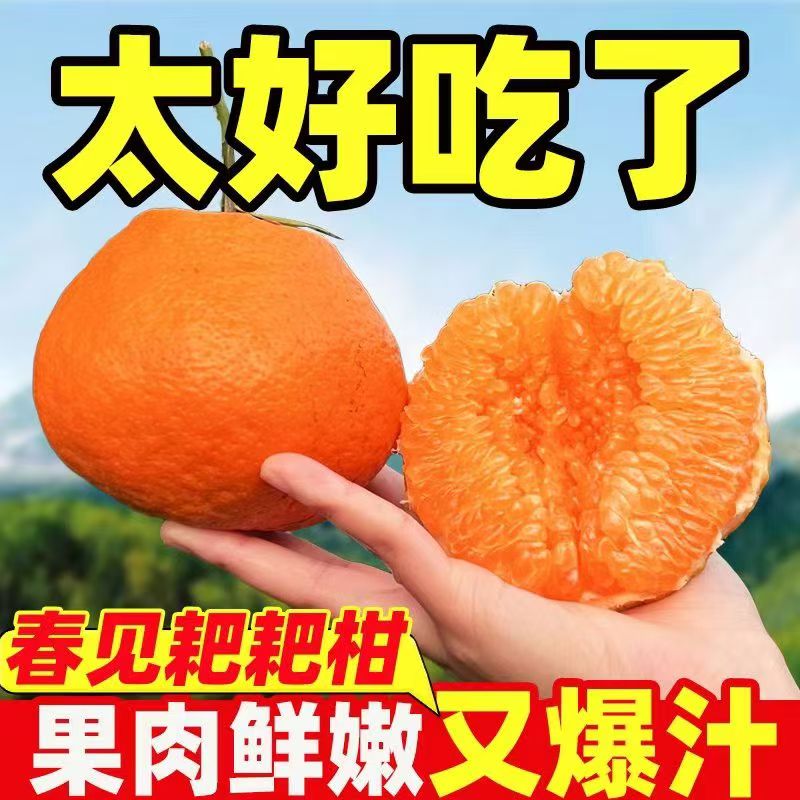 旭哥四川春见耙耙柑买2.5斤送2.5斤带箱5斤  坏果包赔