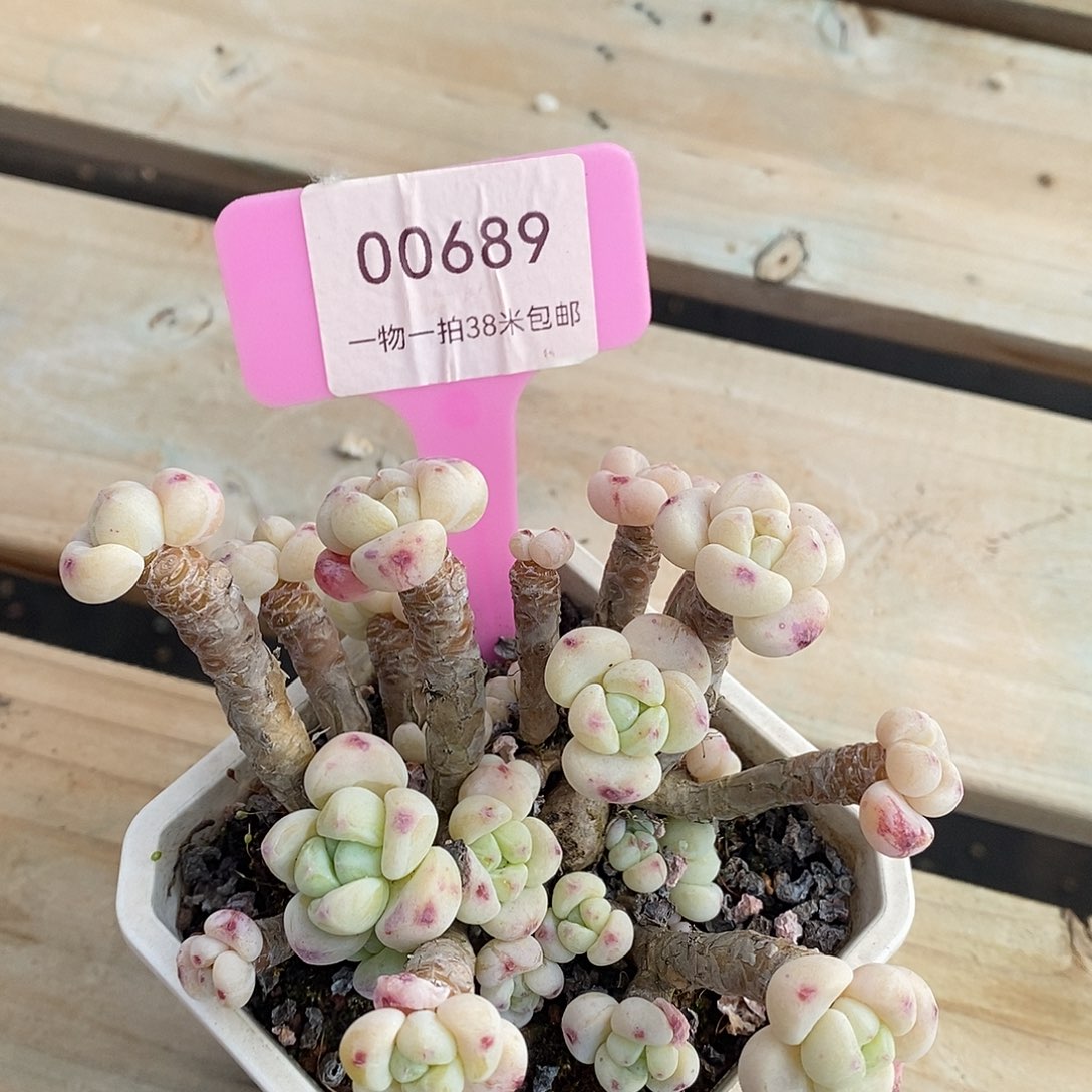 00689，奥莉莉我姐姐问我