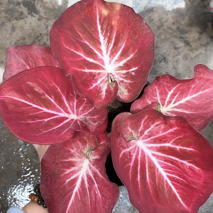 45-0205彩叶芋广东现货