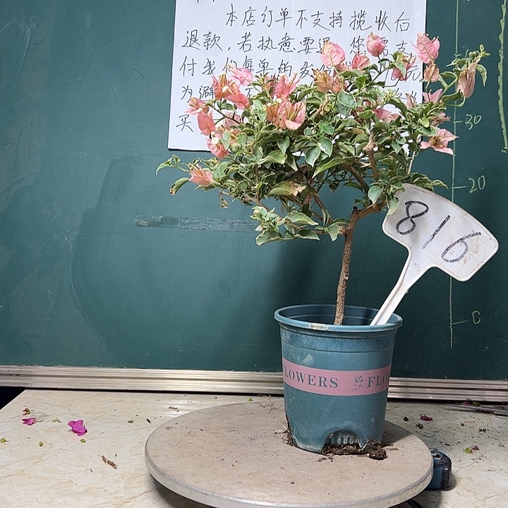 完全开放少女心816