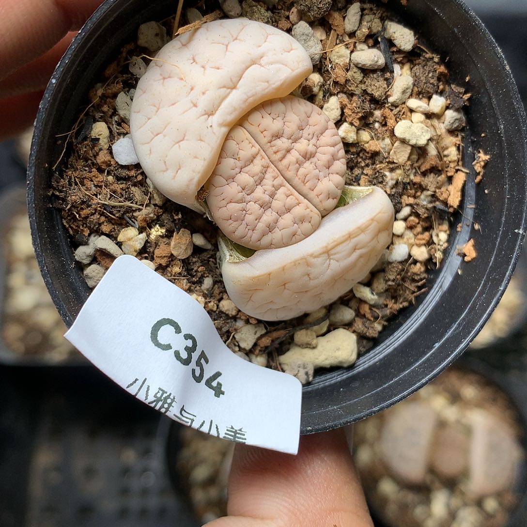 C354多肉植物保护