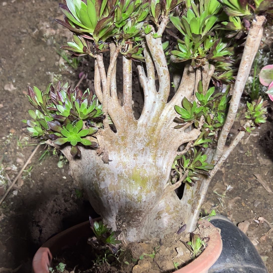 多180肉植物黑法师母本