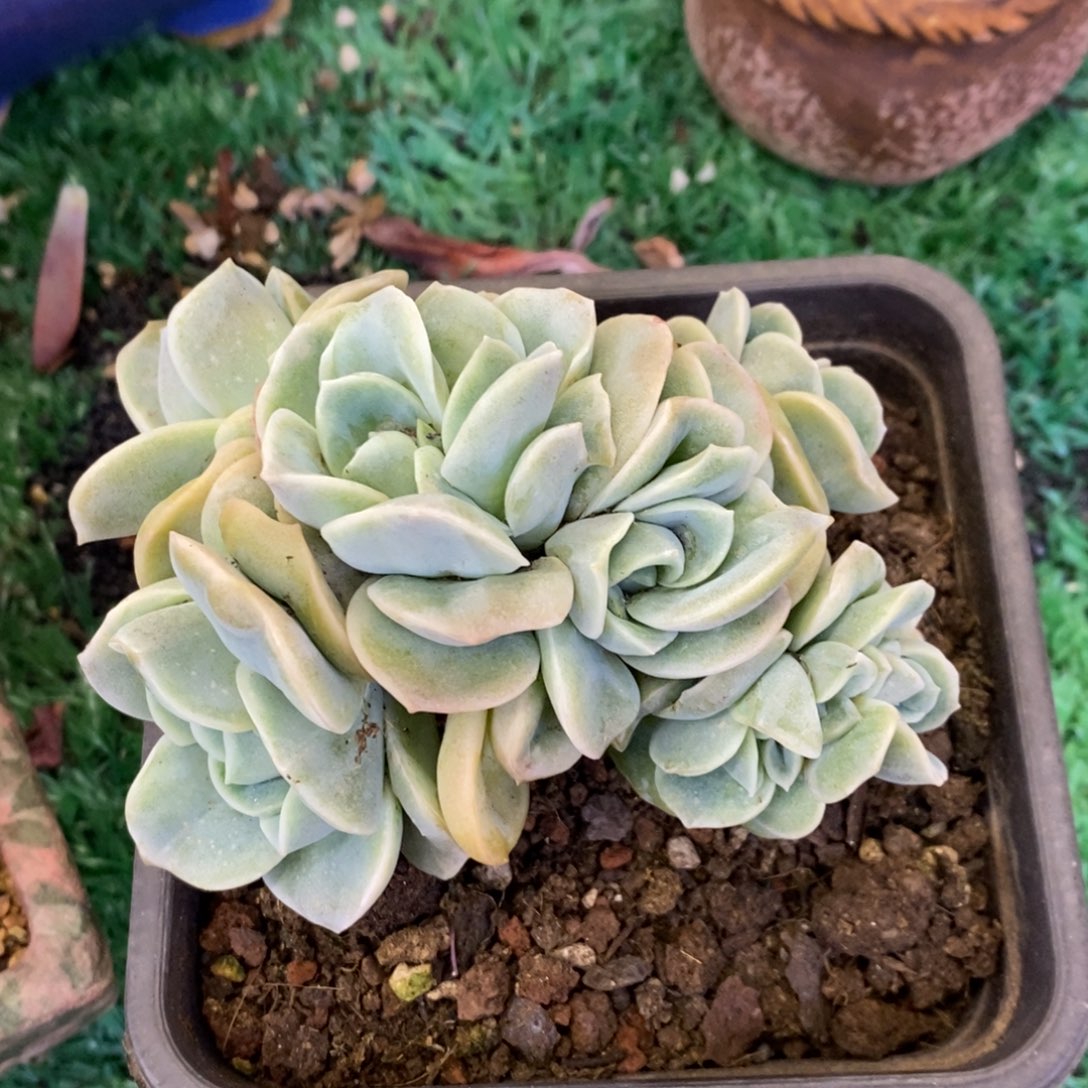 白*白白小白可爱玫瑰缀多肉植物盆栽