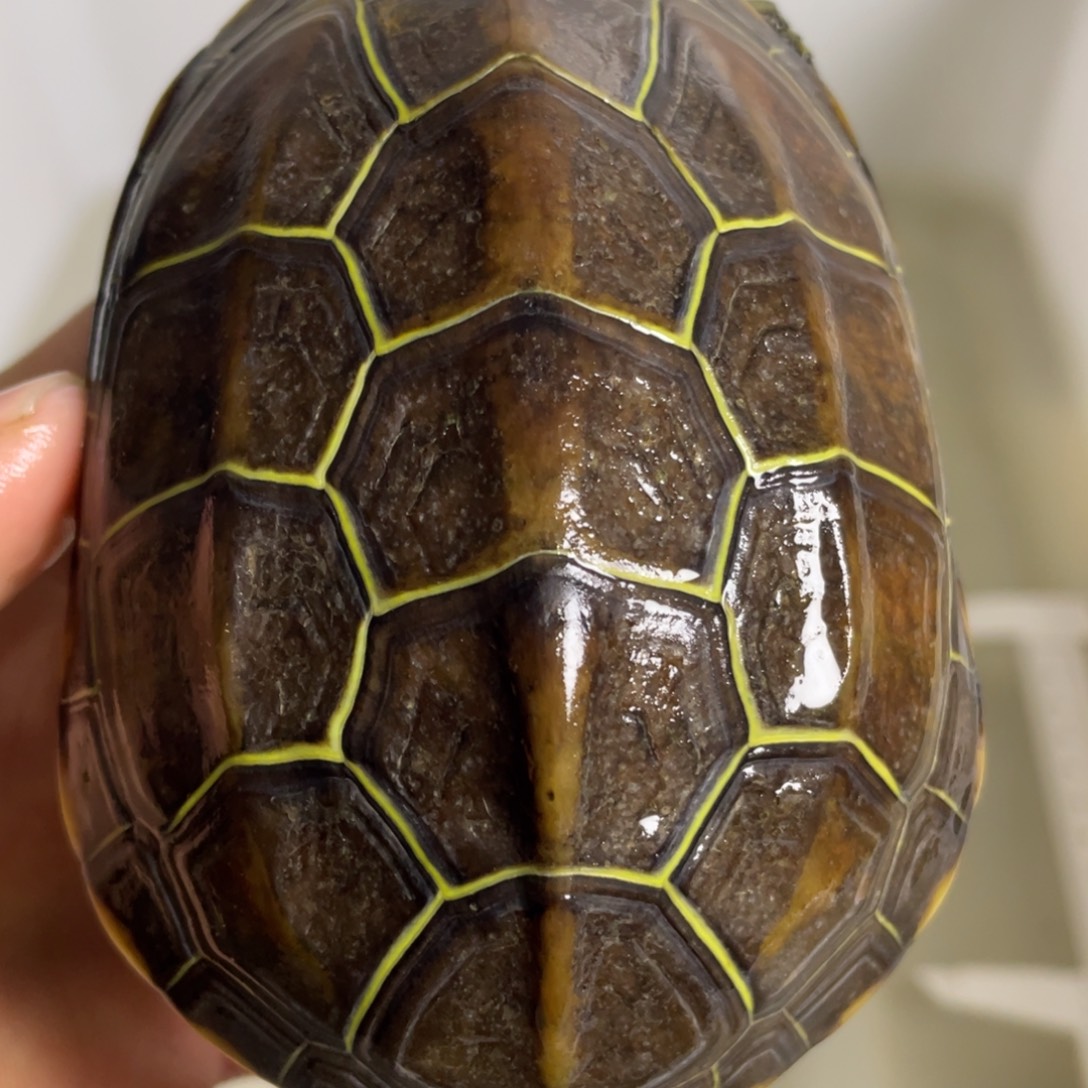 苏北金线冷水草龟