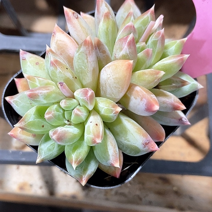 多肉植物936多肉