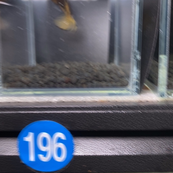 斗鱼泰国斗鱼196号