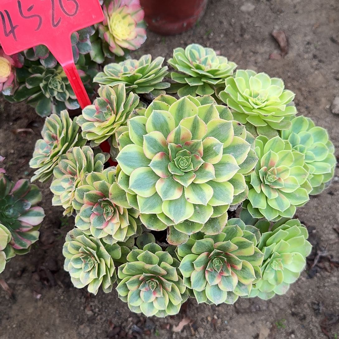 4526雨荷多肉法师