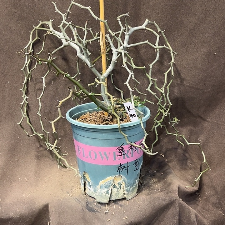汤圆植物百岁兰原价288炸K40