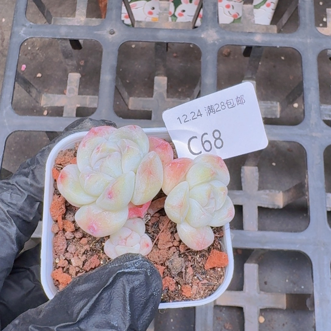 3头杆子冰玉一颗带盆