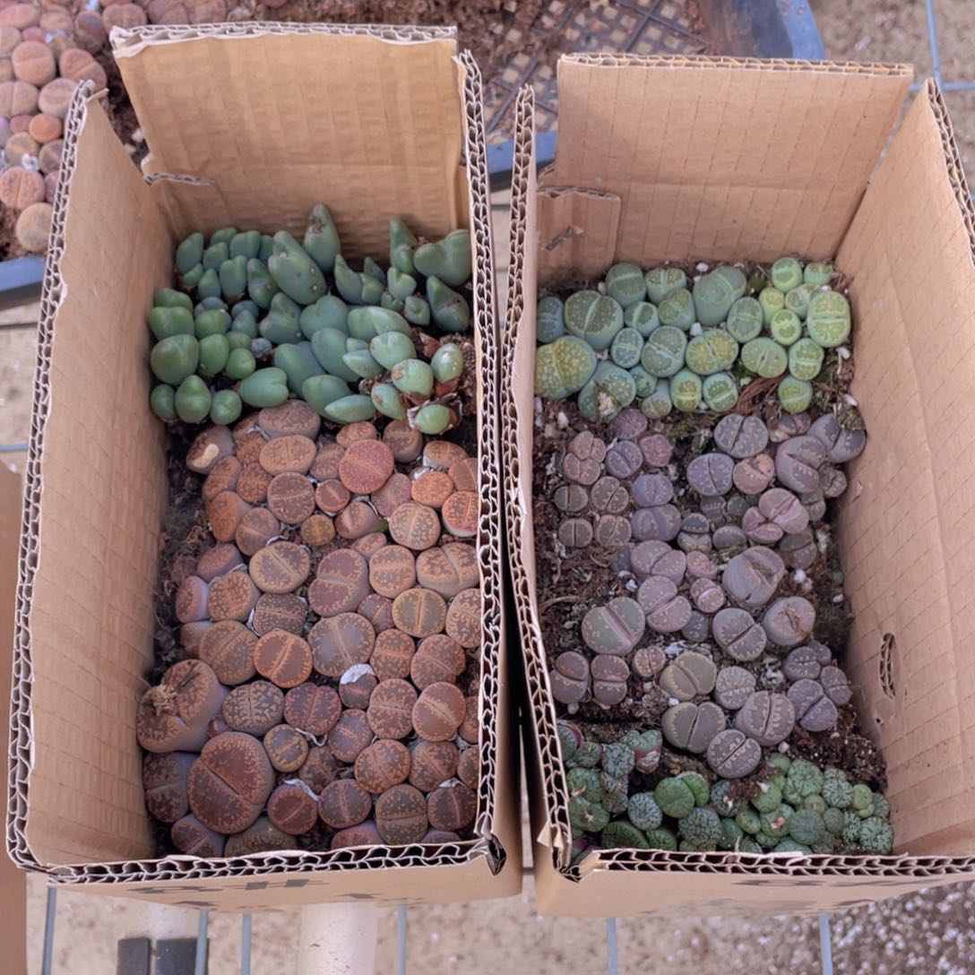 一箱拼箱888888888