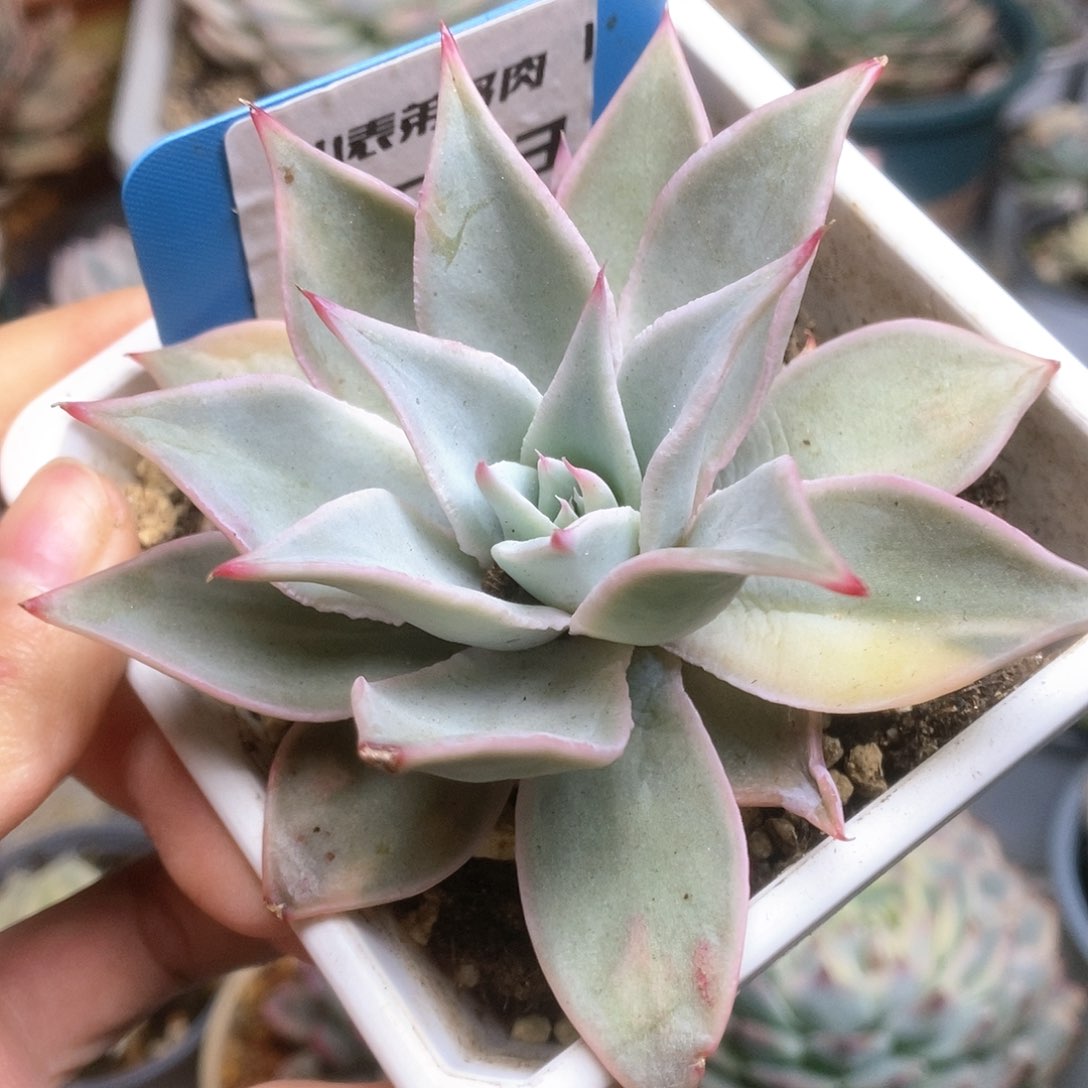 053饺子皮锦锦锦锦锦