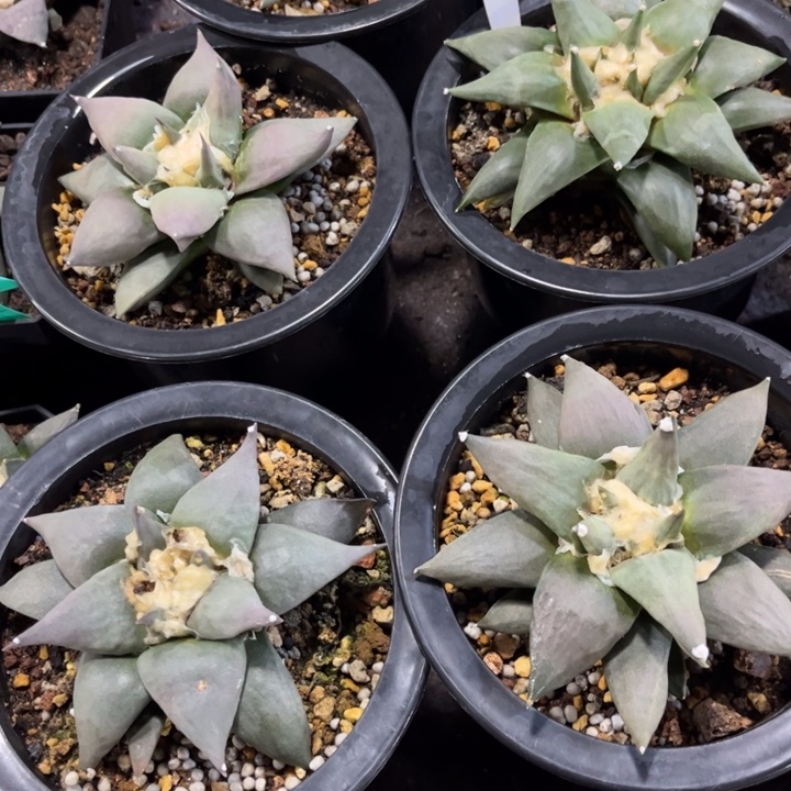 实生大岩牡丹好活好养