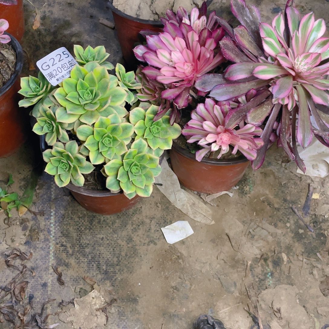 @***然225组合多肉法师