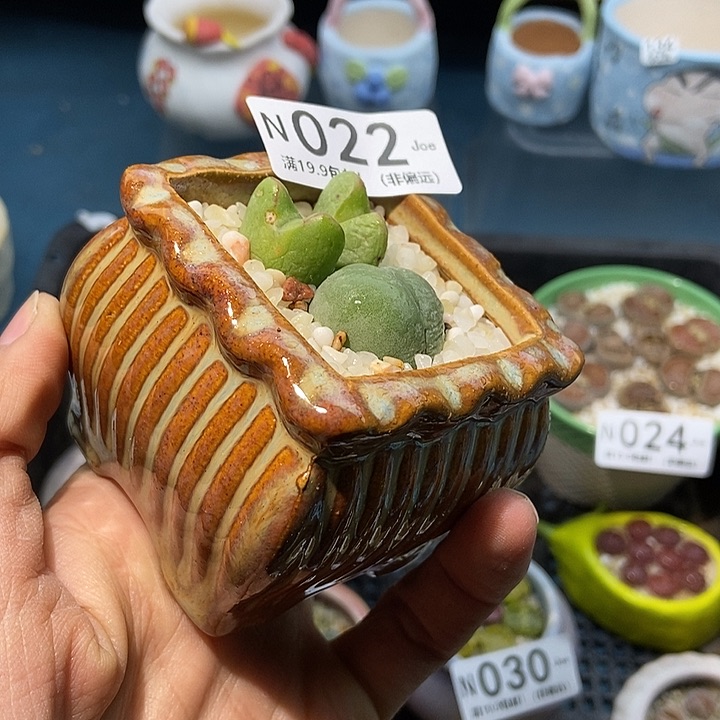 22大舅生石花肉锥