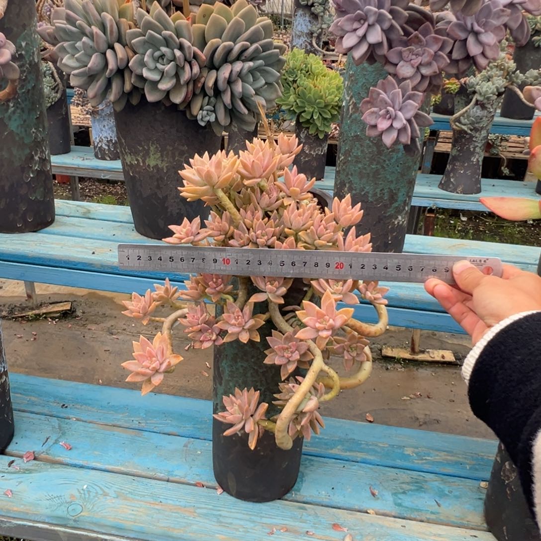 精品橙色恋人妖桩 裸根