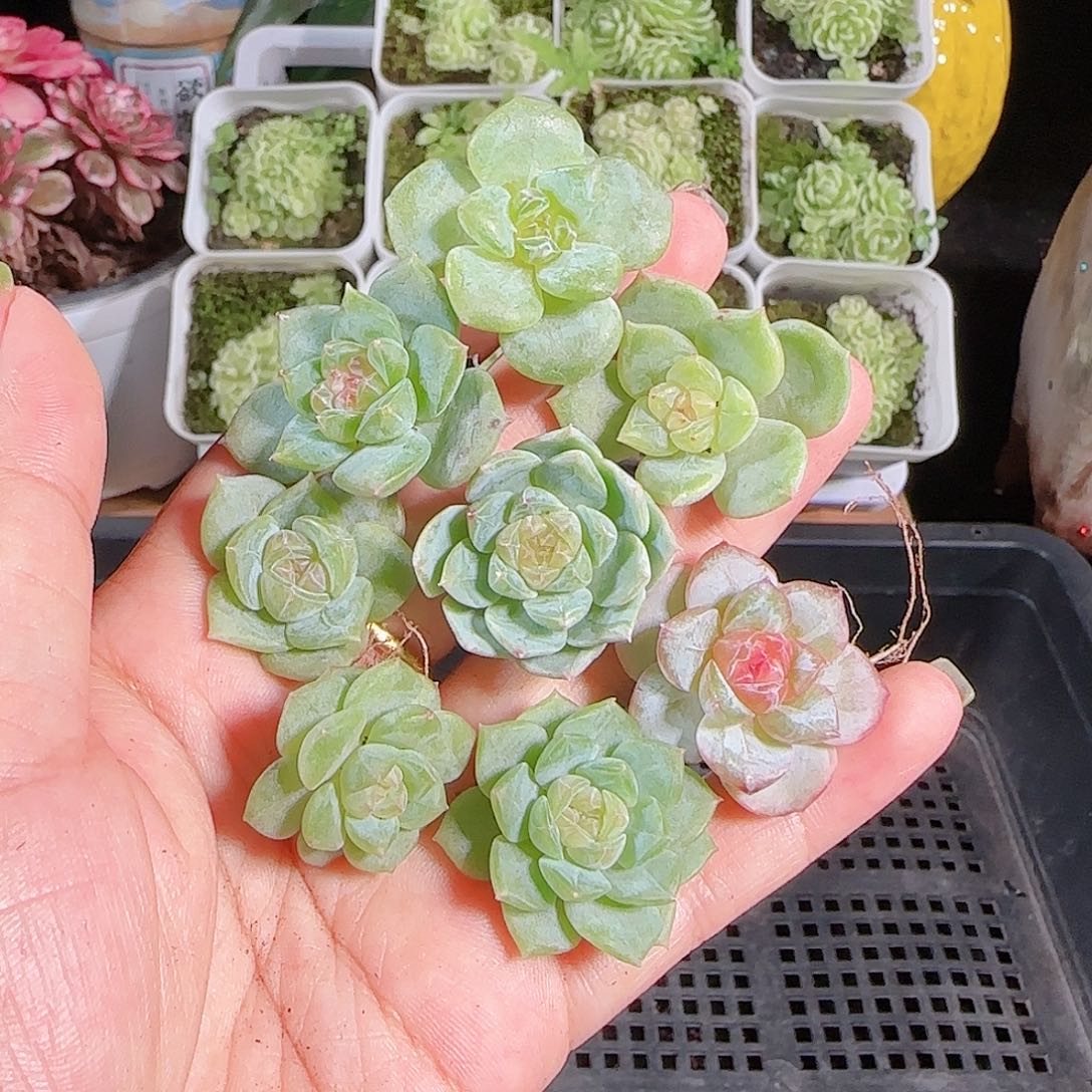 0811-,-47糖心珍妮