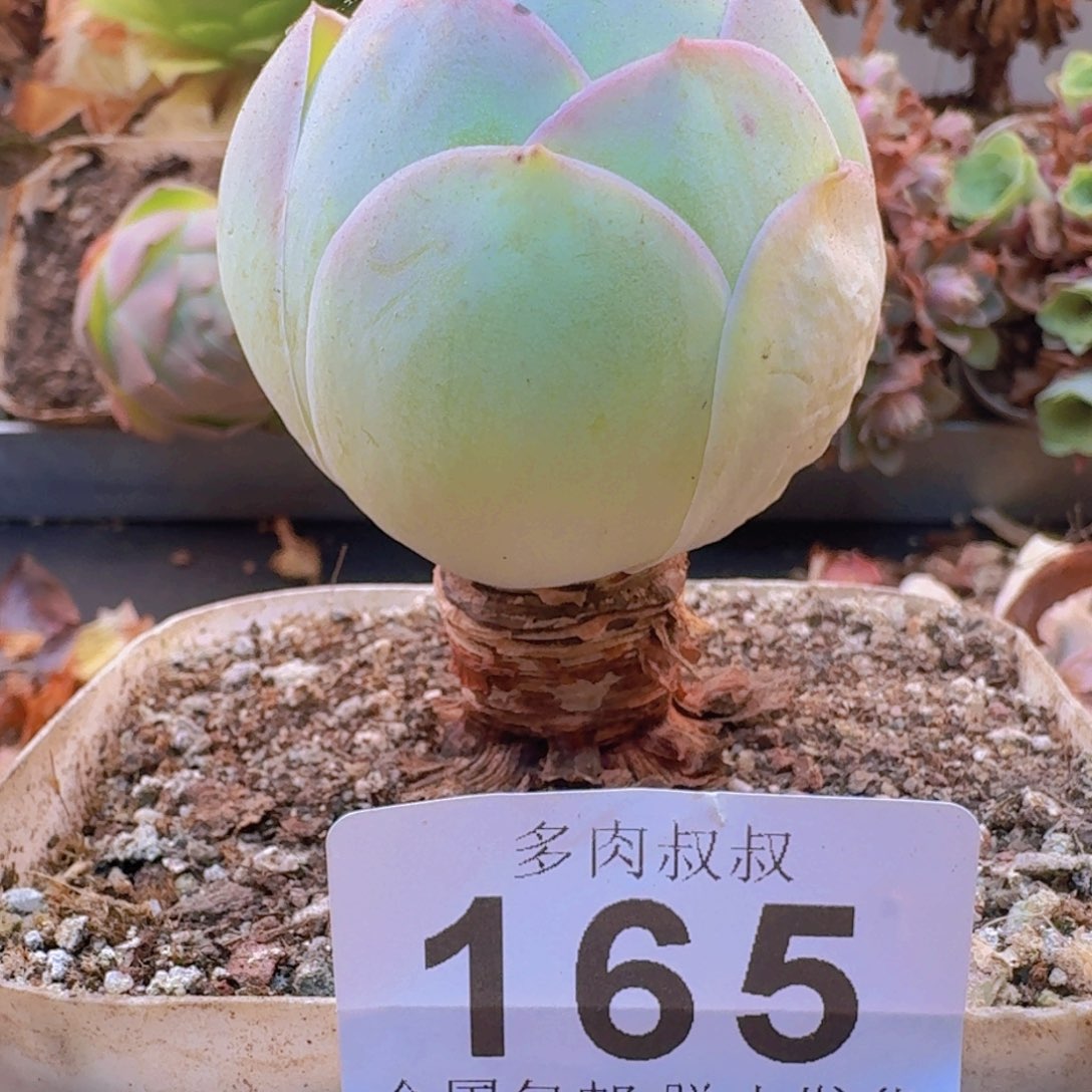 山地玫瑰 一物一拍165