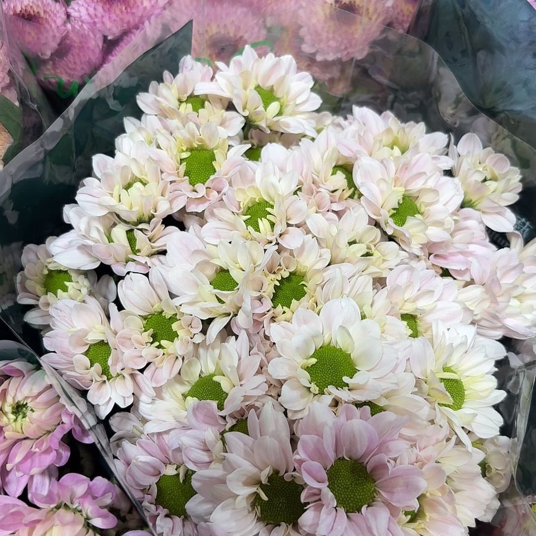 海南 花努力 肯尼迪粉