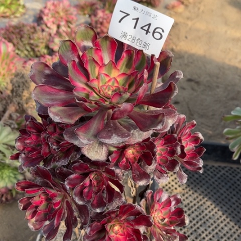 丽娜多肉多肉7146