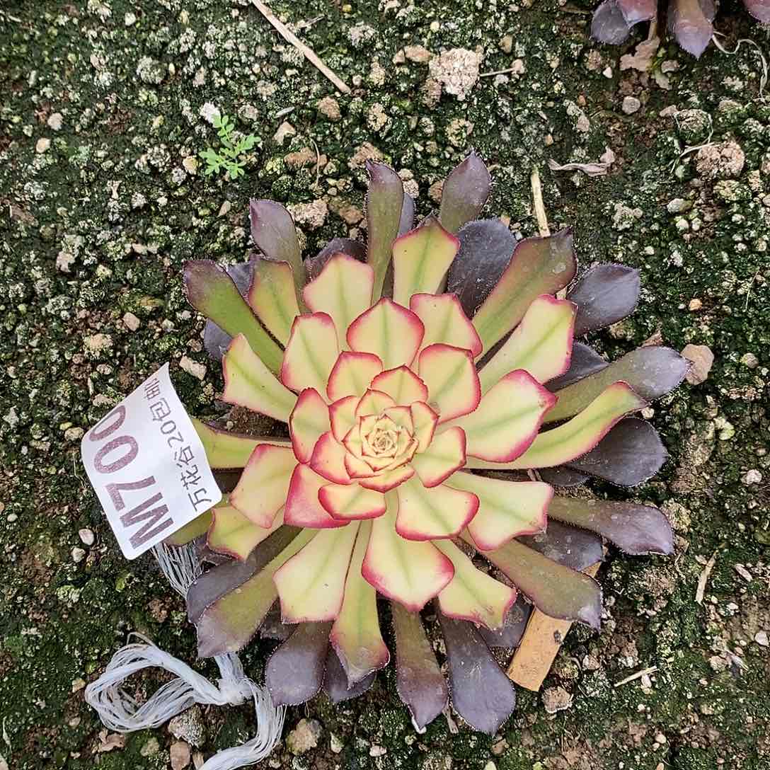 700四季樱花多肉植物